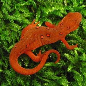 Meet your Posher, Max